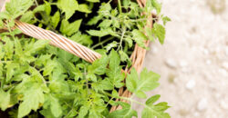 Pflanzenmarkt_2022-0920